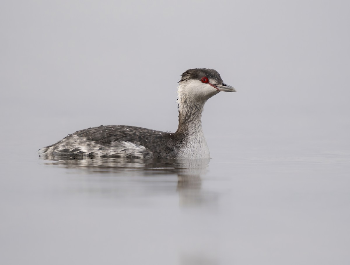 Horned Grebe - ML530319771