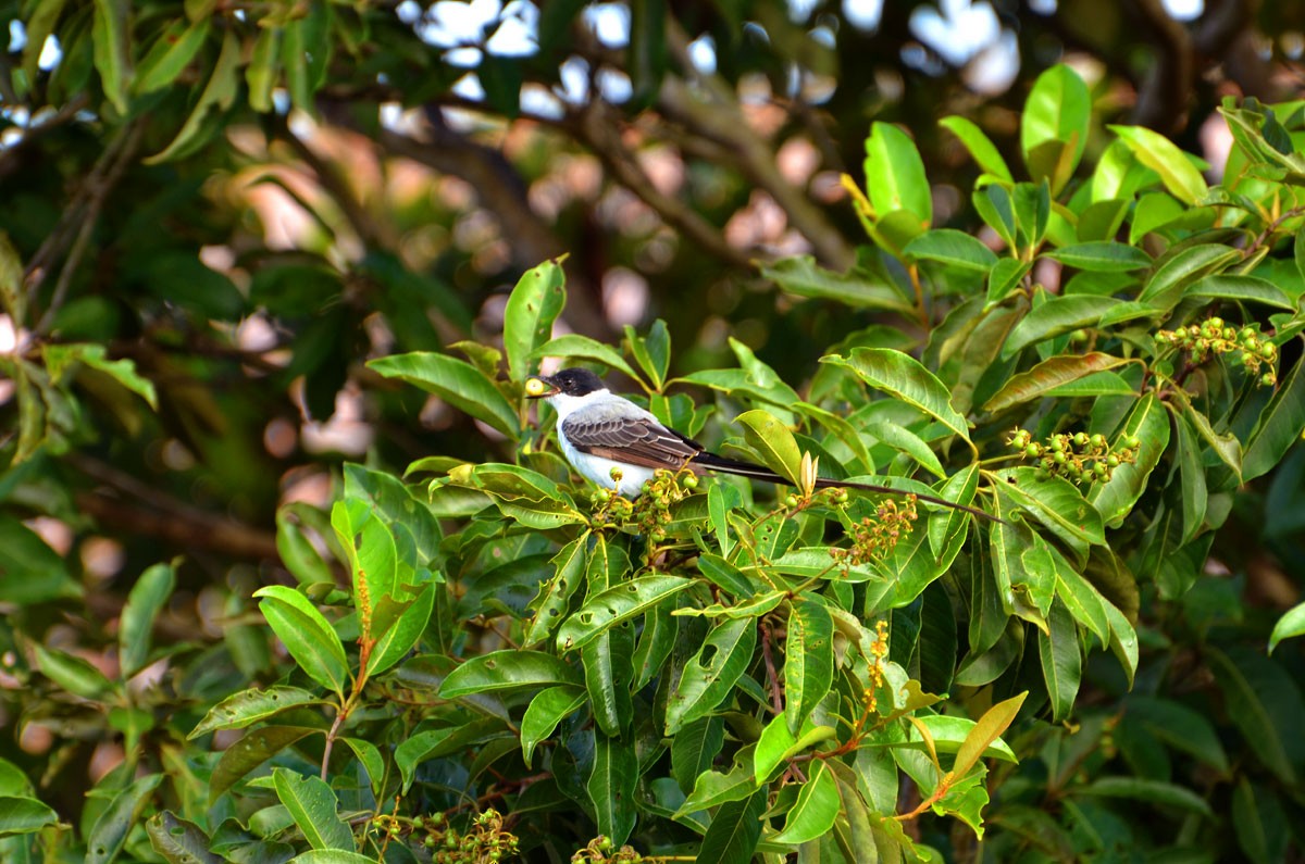 Fork-tailed Flycatcher - ML530319931