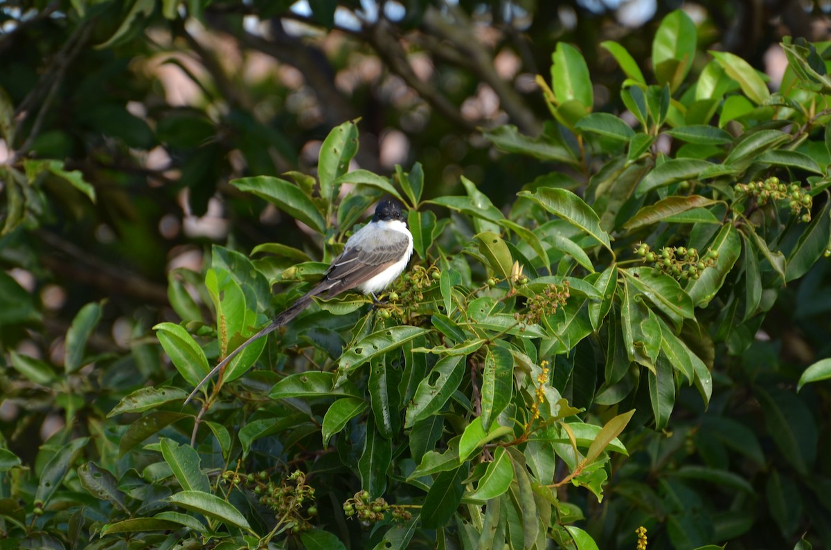 Fork-tailed Flycatcher - Lia Kajiki