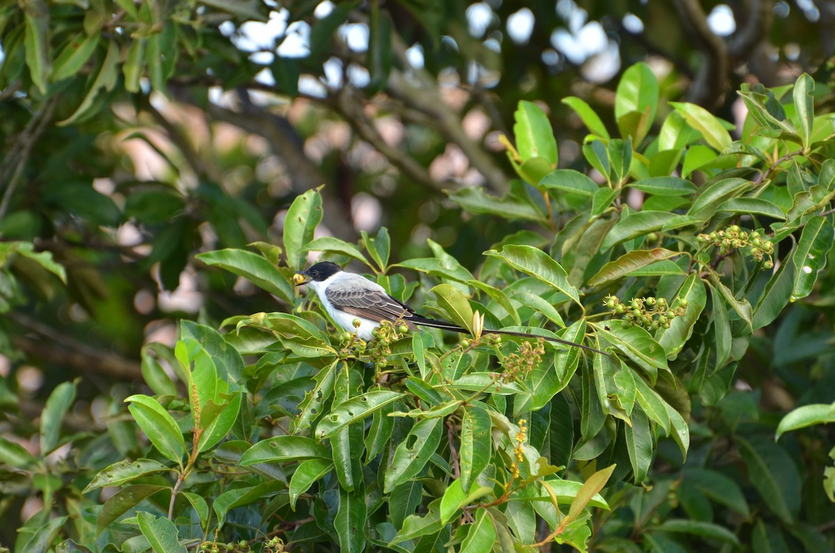 Fork-tailed Flycatcher - Lia Kajiki