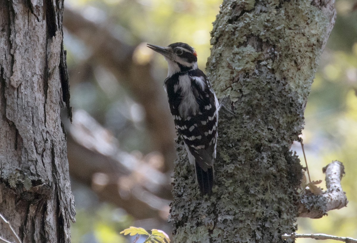 セジロアカゲラ（villosus グループ） - ML530320271