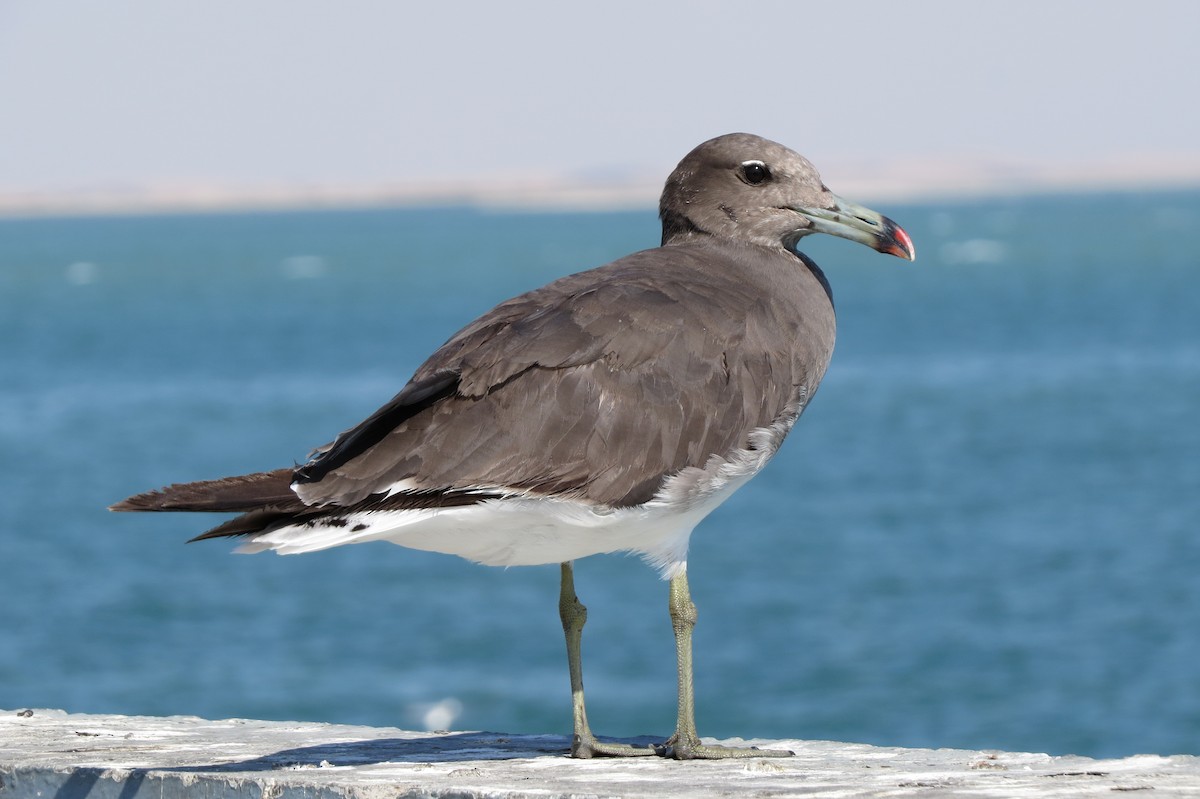 Sooty Gull - Billi Krochuk