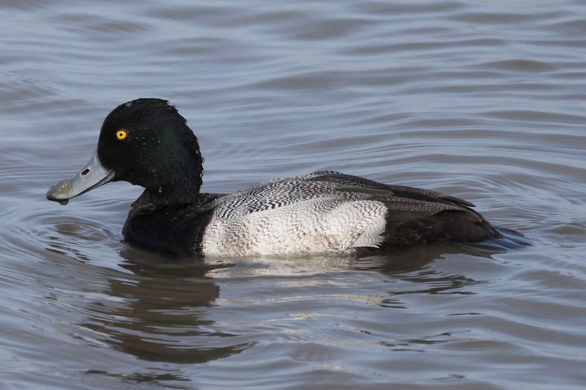 Greater/Lesser Scaup - ML530322041