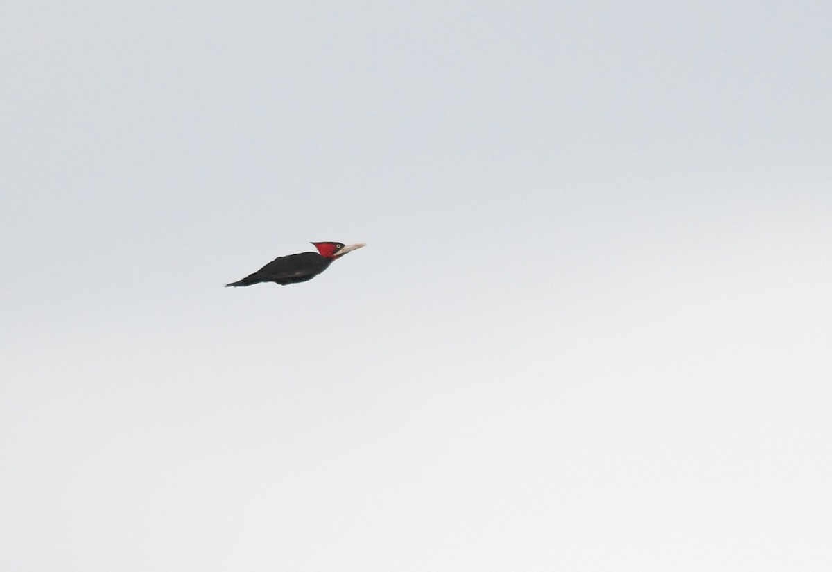 Cream-backed Woodpecker - Joshua Vandermeulen