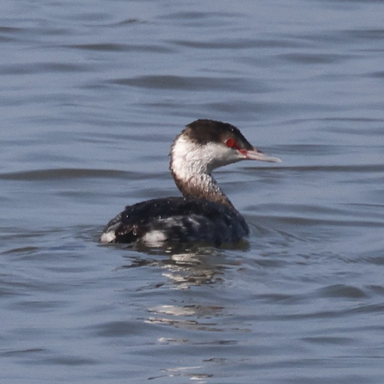 Horned Grebe - ML530322201