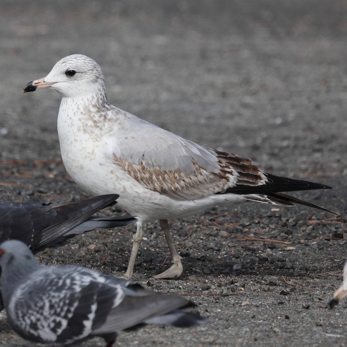 Ring-billed Gull - ML530322361