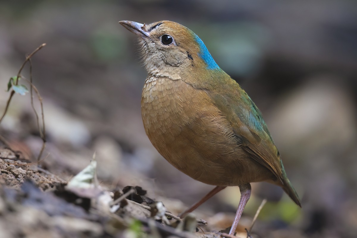 Blue-naped Pitta - Julie Edgley
