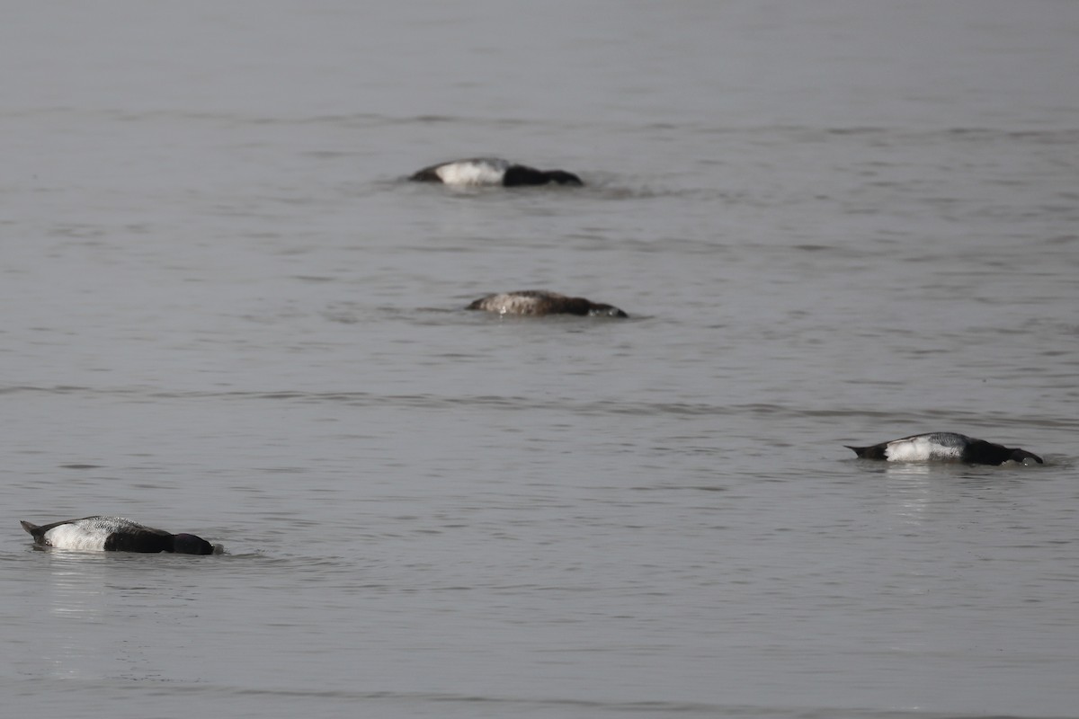 Greater/Lesser Scaup - ML530322591