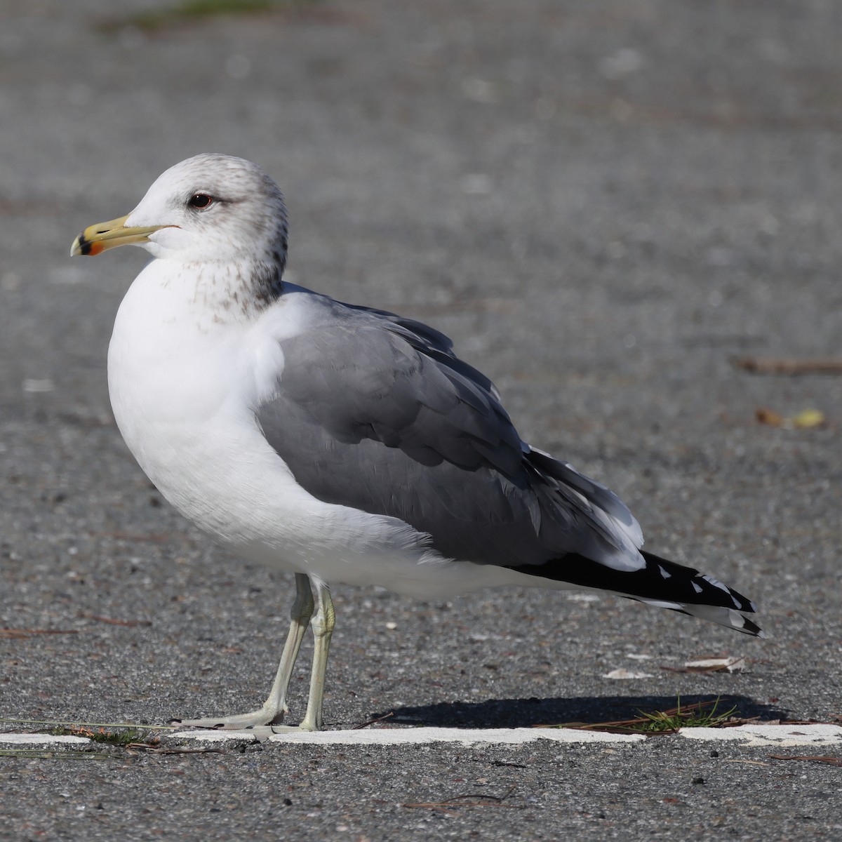 California Gull - ML530322761