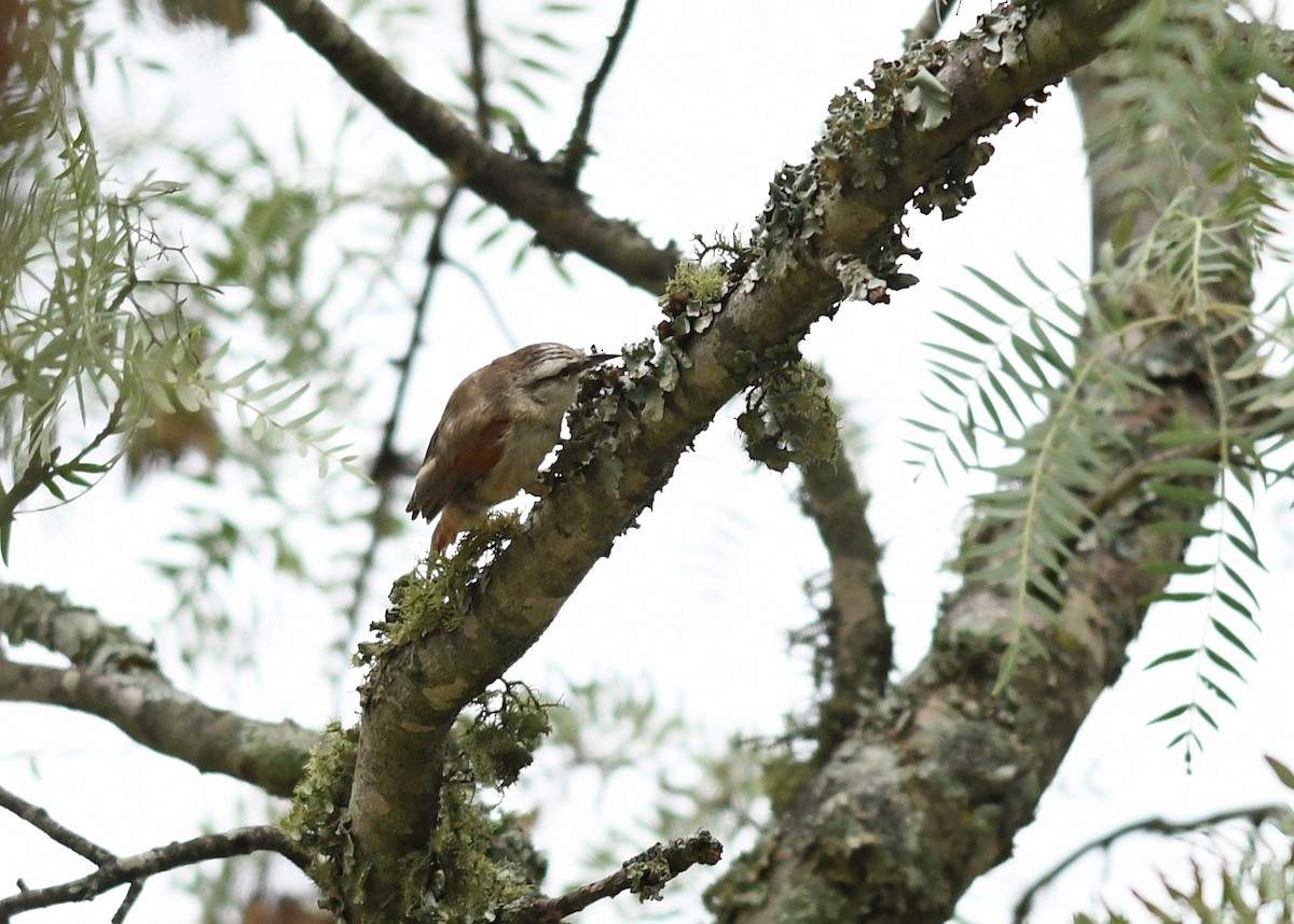 Stripe-crowned Spinetail - ML530323431