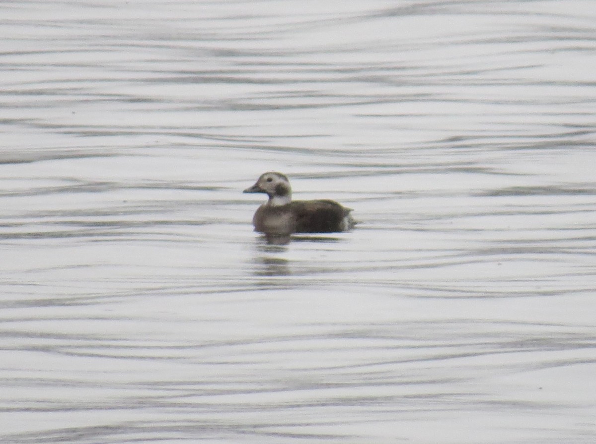 Long-tailed Duck - ML530323761