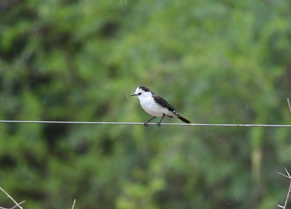 Black-backed Water-Tyrant - ML530323831