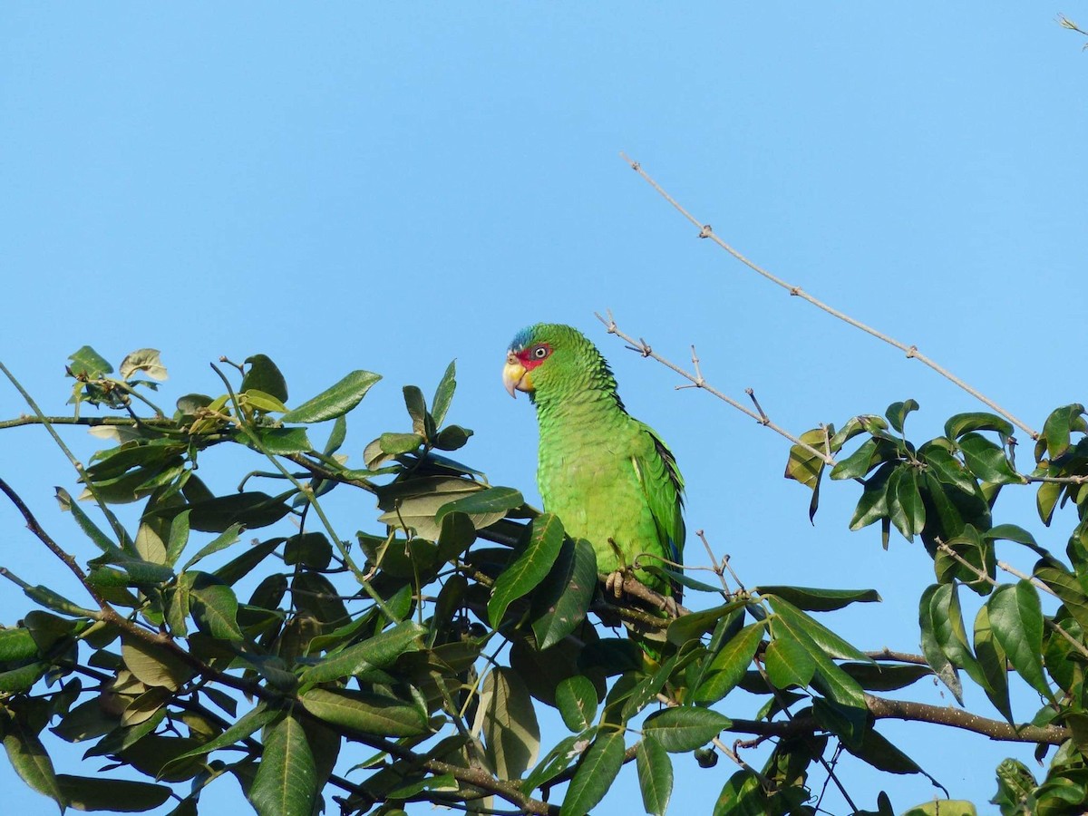 White-fronted Parrot - ML530323841