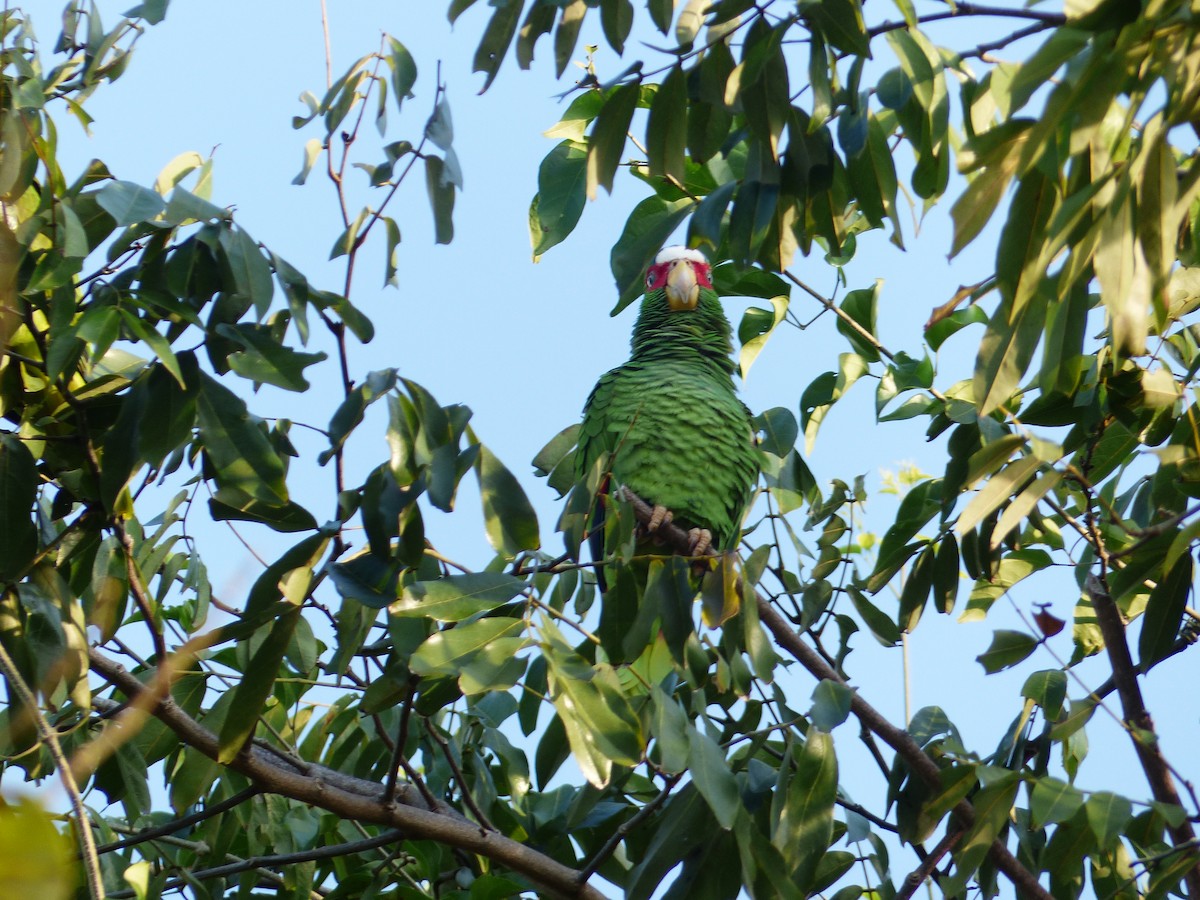 White-fronted Parrot - ML530325891