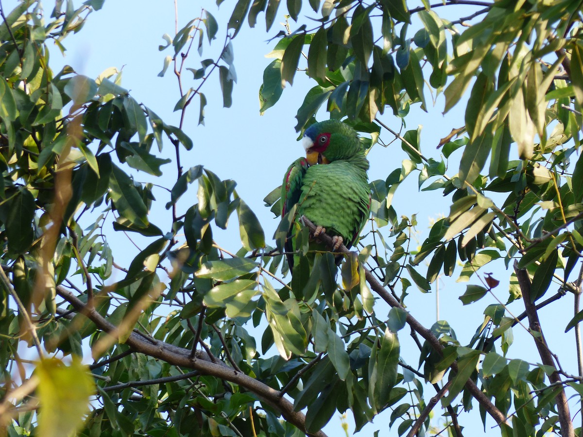 White-fronted Parrot - Louise Choquette
