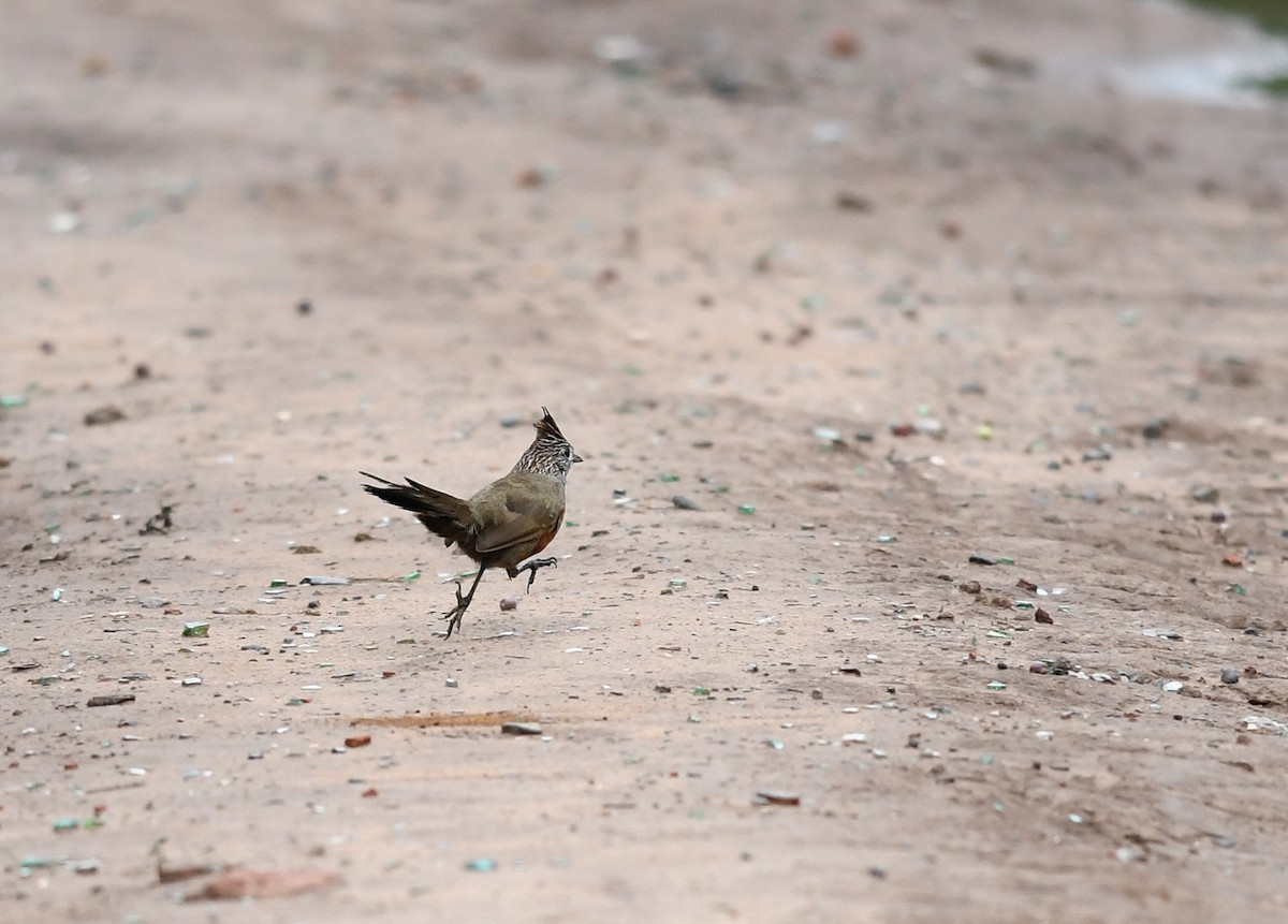 Crested Gallito - ML530325971