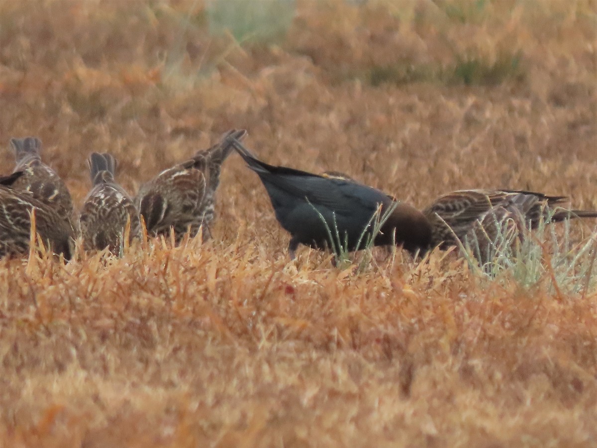 Brown-headed Cowbird - ML530326241