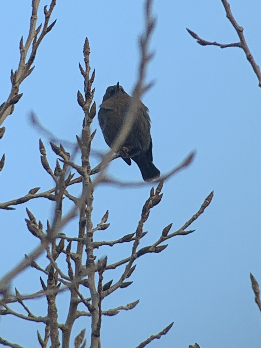 Rusty Blackbird - ML530327501