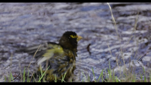 Evening Grosbeak - ML530327721