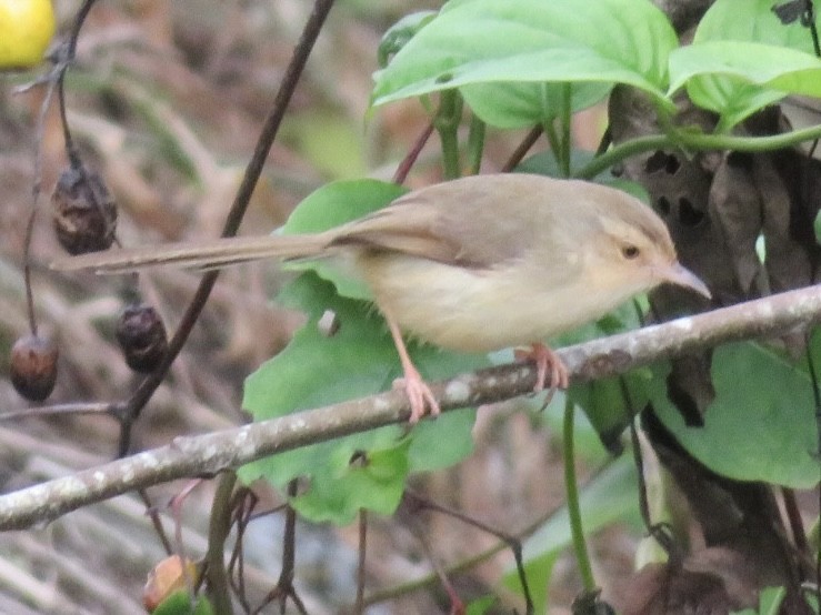 Plain Prinia - Tom Dayton