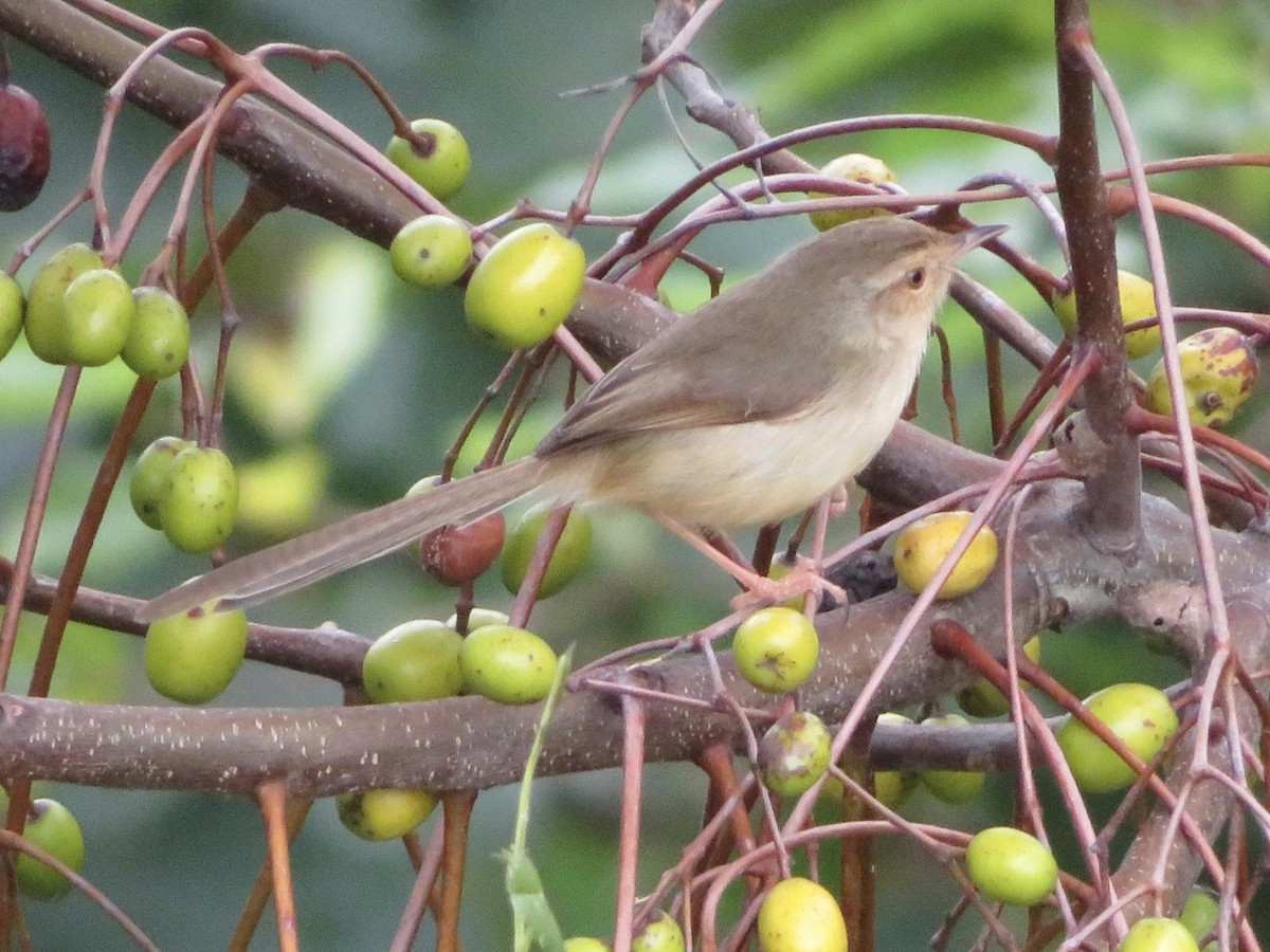 Plain Prinia - ML530327791