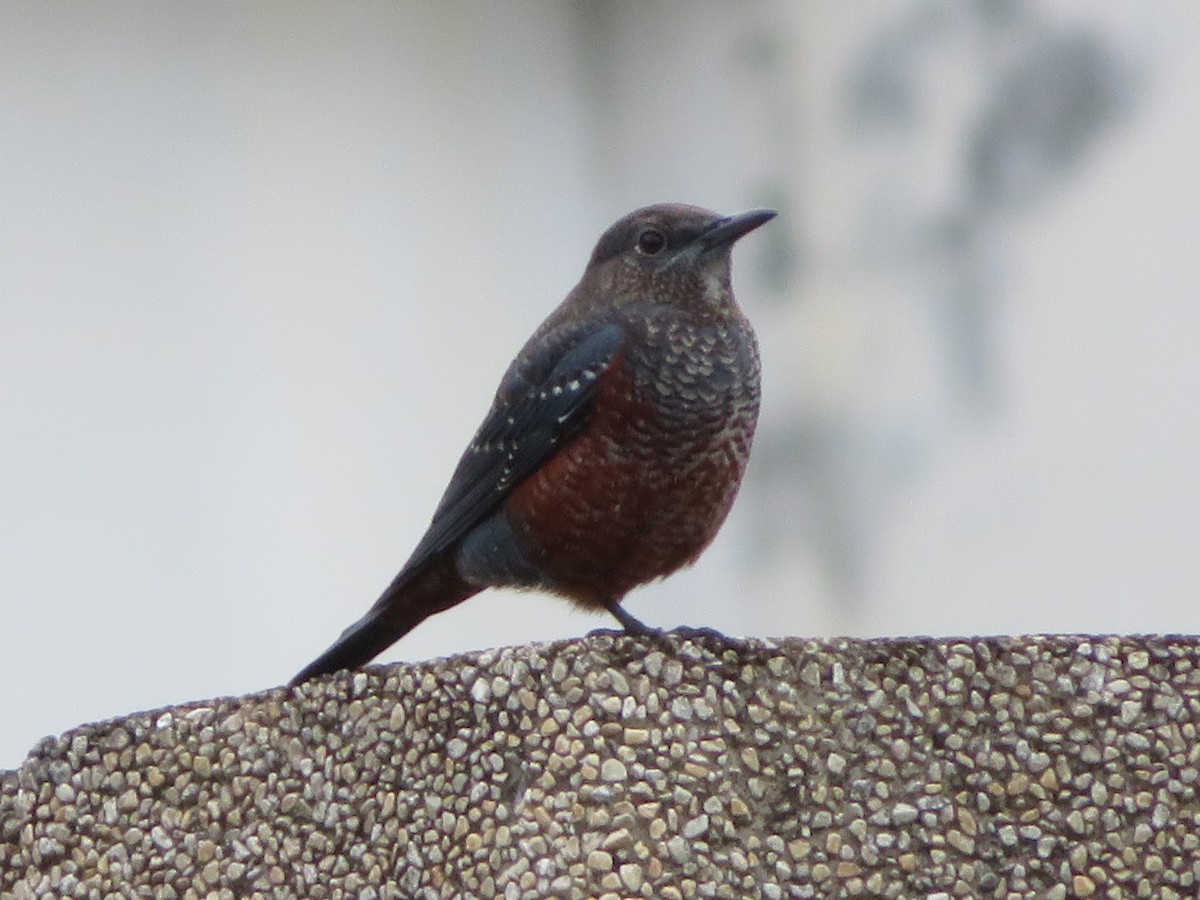 skalník modrý (ssp. philippensis) - ML530328361