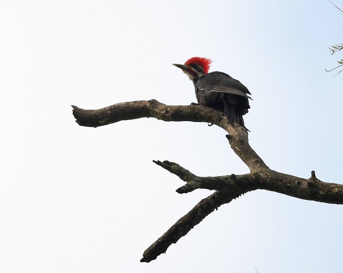 Black-bodied Woodpecker - ML530328841