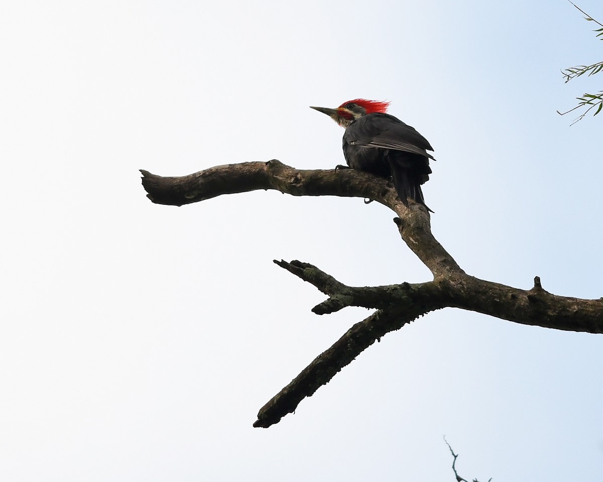 Black-bodied Woodpecker - ML530328861