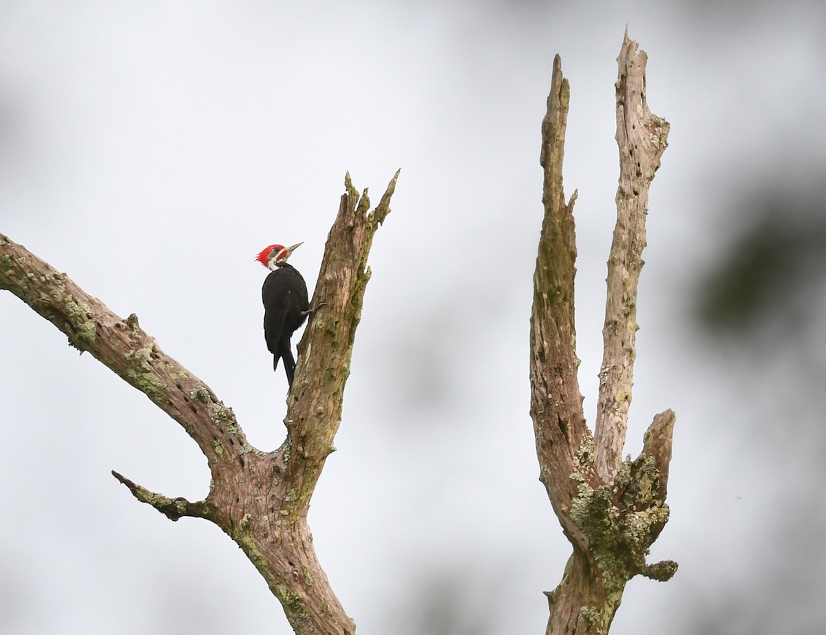 Black-bodied Woodpecker - ML530328871