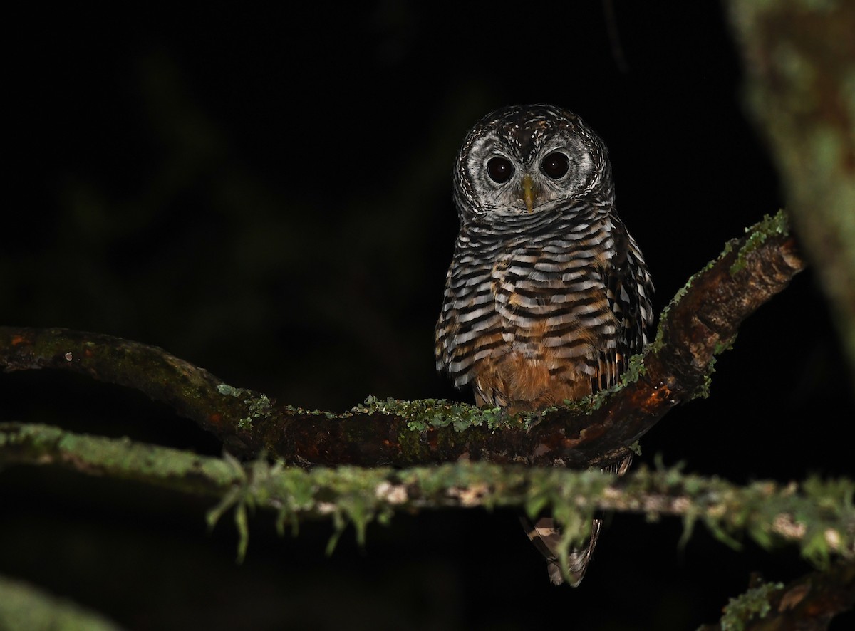 Chaco Owl - Joshua Vandermeulen