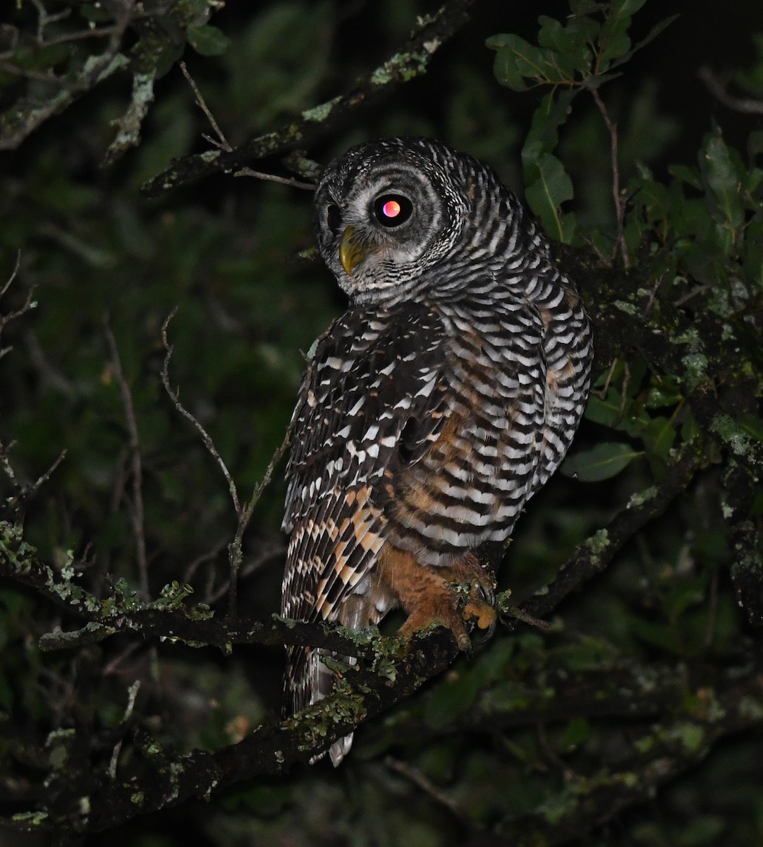 Chaco Owl - ML530329361