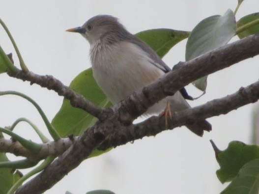 Chestnut-tailed Starling - ML530329971