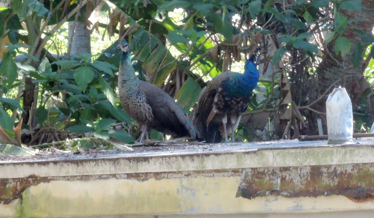 Indian Peafowl (Domestic type) - ML530330441