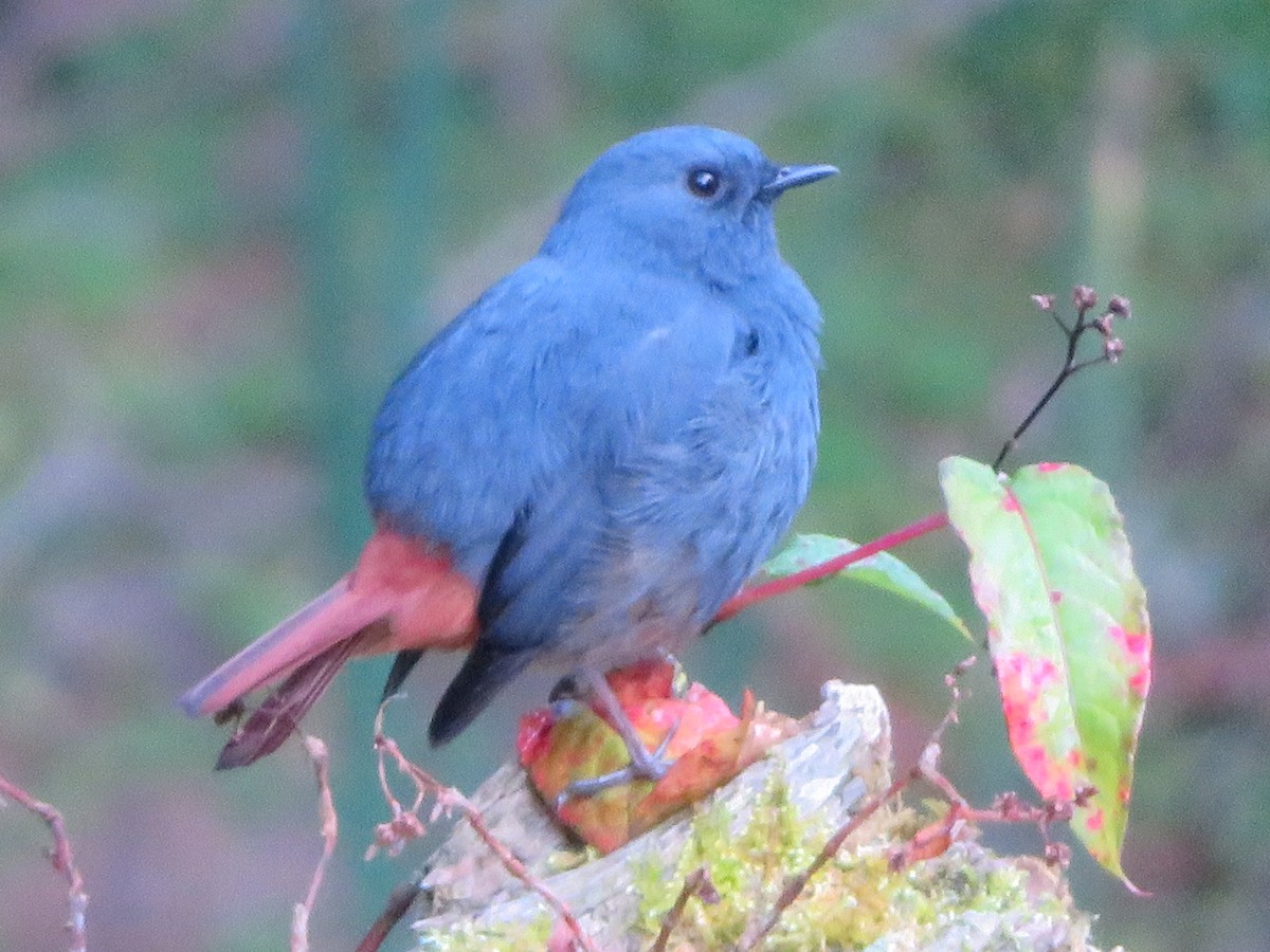 Plumbeous Redstart - ML530330801