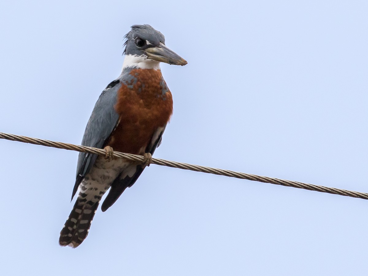 Ringed Kingfisher - Ian Burgess