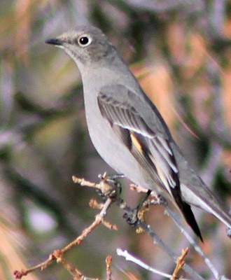 Townsend's Solitaire - ML530331731