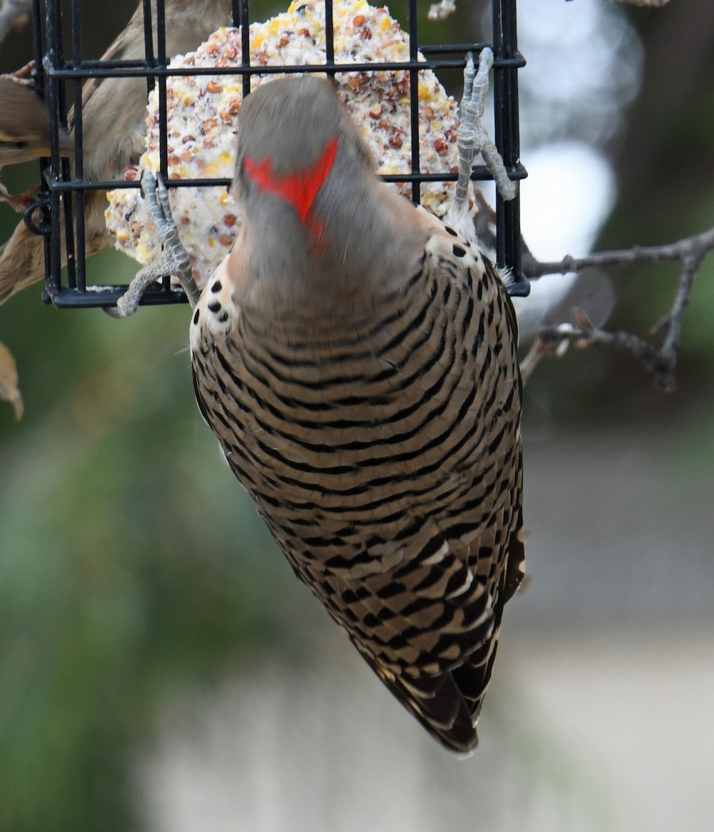 Northern Flicker (Yellow-shafted x Red-shafted) - Marilyn Hedges