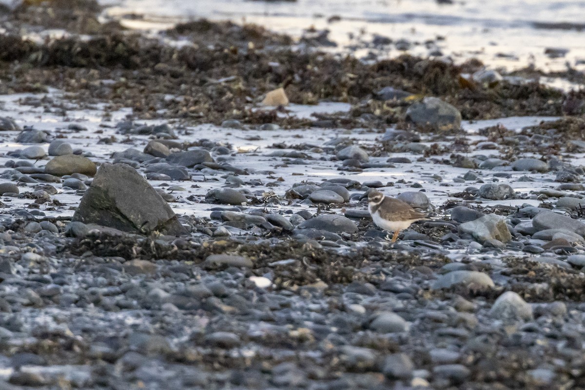 Common Ringed Plover - Shiloh Schulte