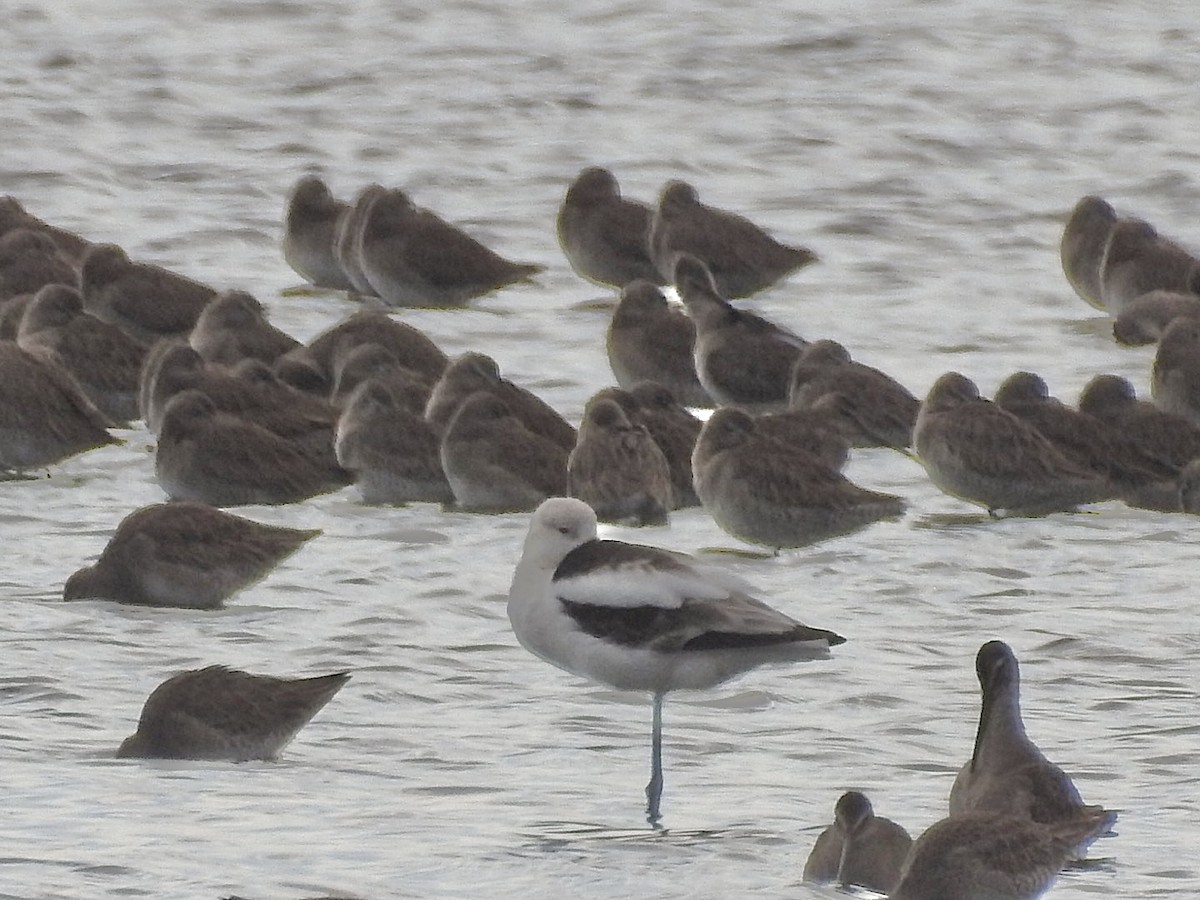 Short-billed Dowitcher - ML530337541