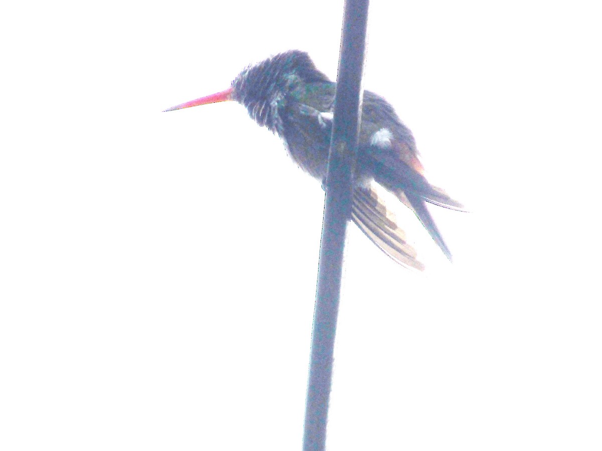 Rufous-tailed Hummingbird - ML530338671