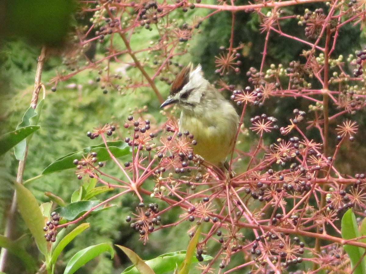 Taiwan Yuhina - ML530338691