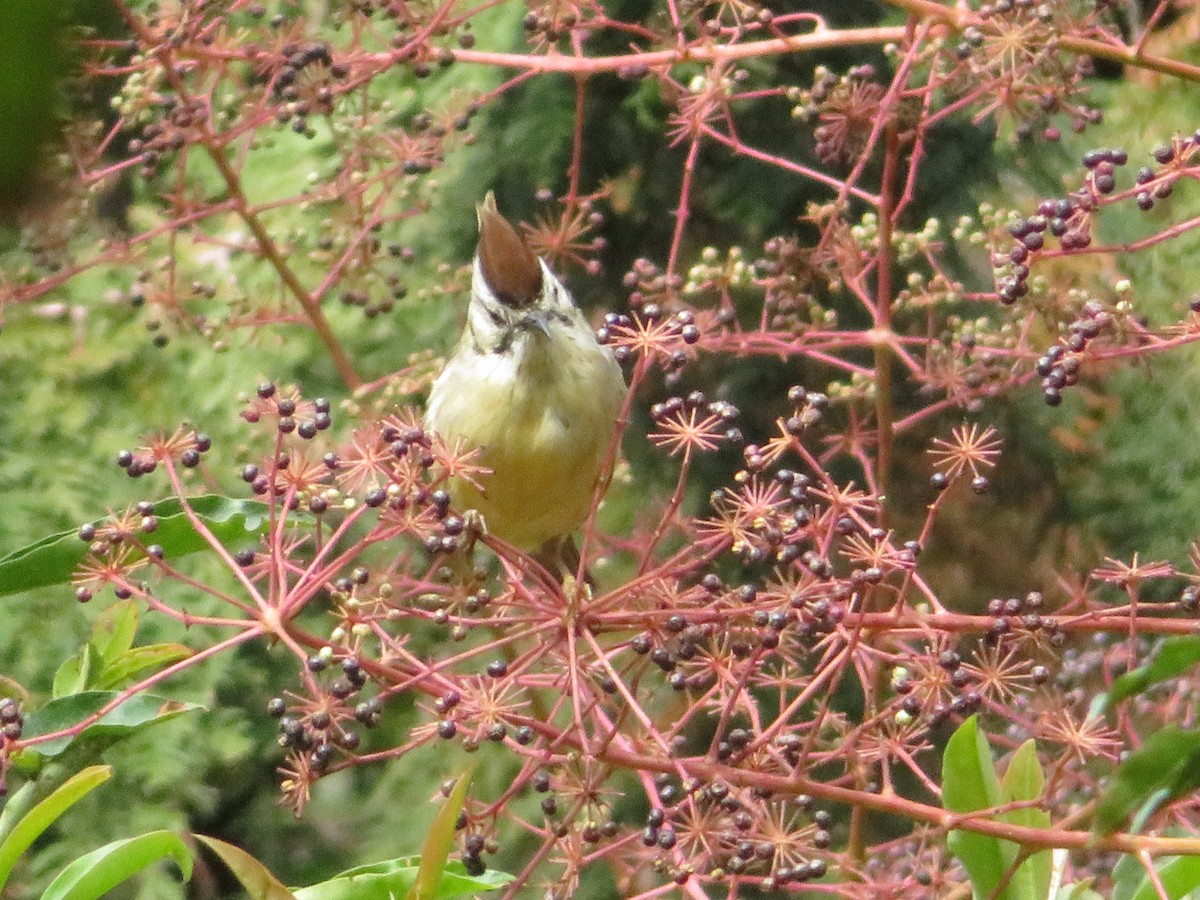 Taiwan Yuhina - ML530338701