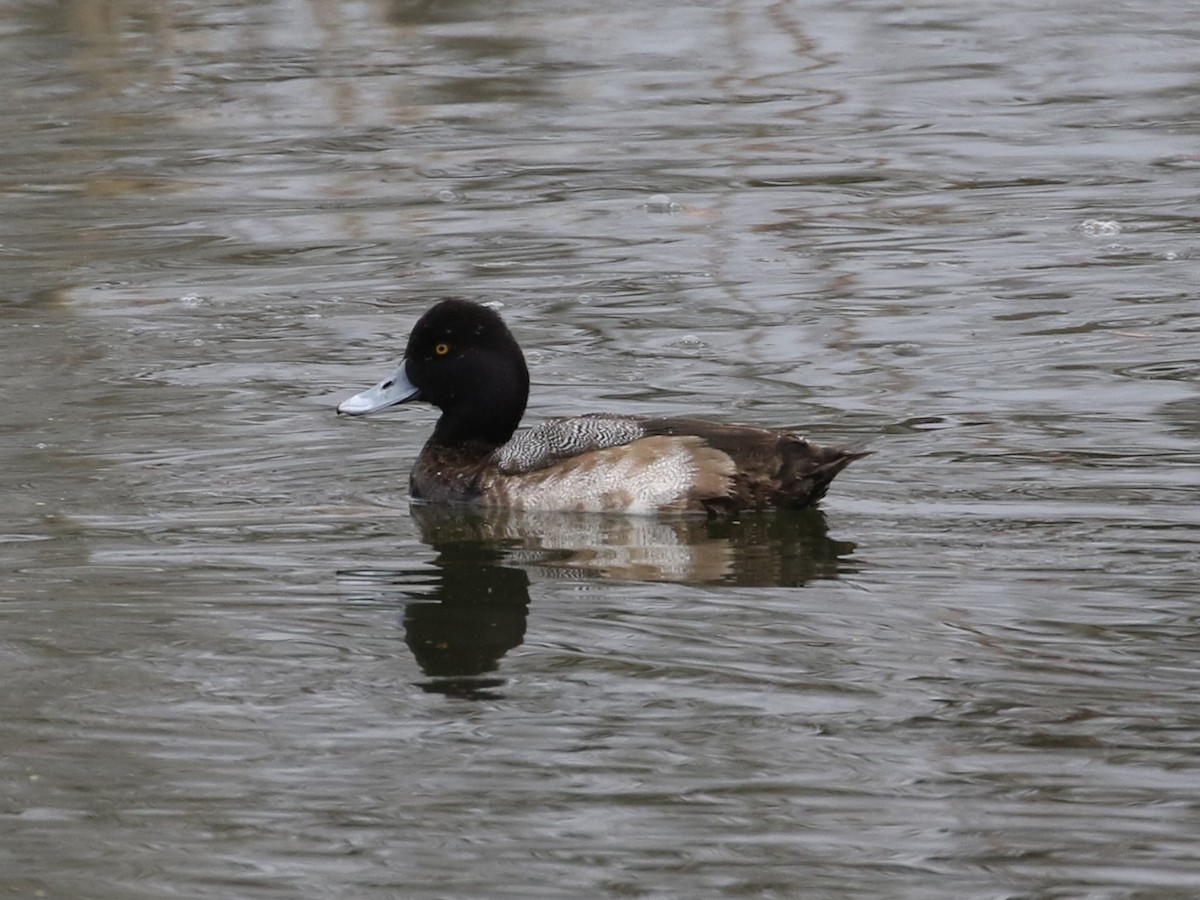 Lesser Scaup - ML530342031