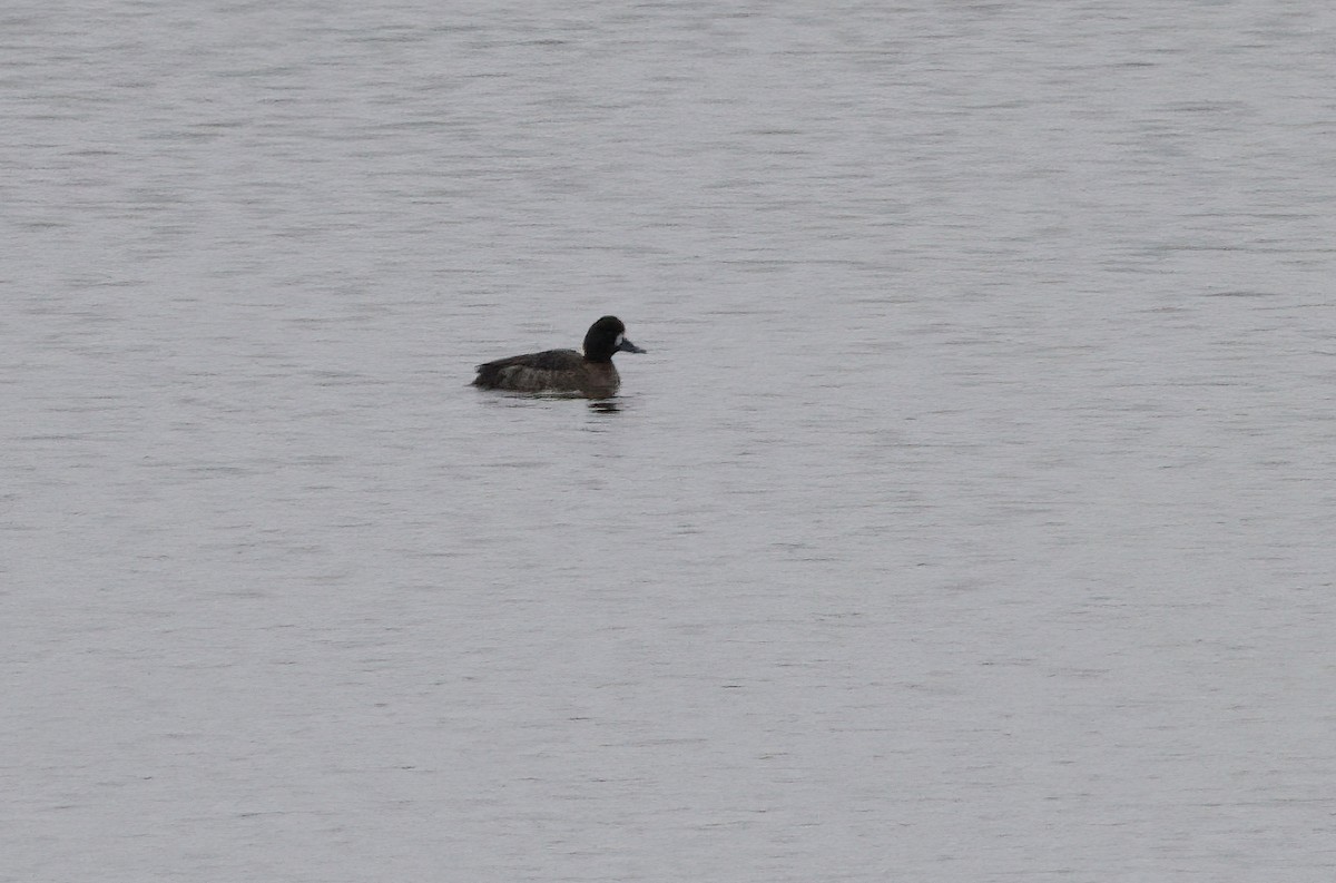 Greater Scaup - ML530342671
