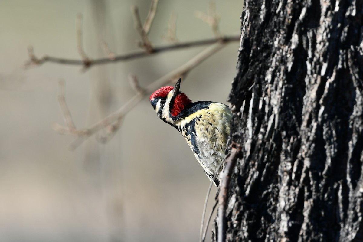 Yellow-bellied Sapsucker - ML530345091