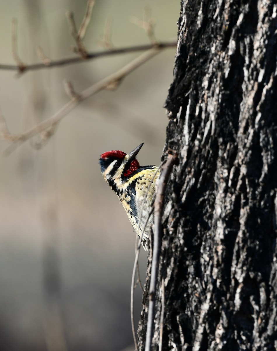 Yellow-bellied Sapsucker - ML530345101