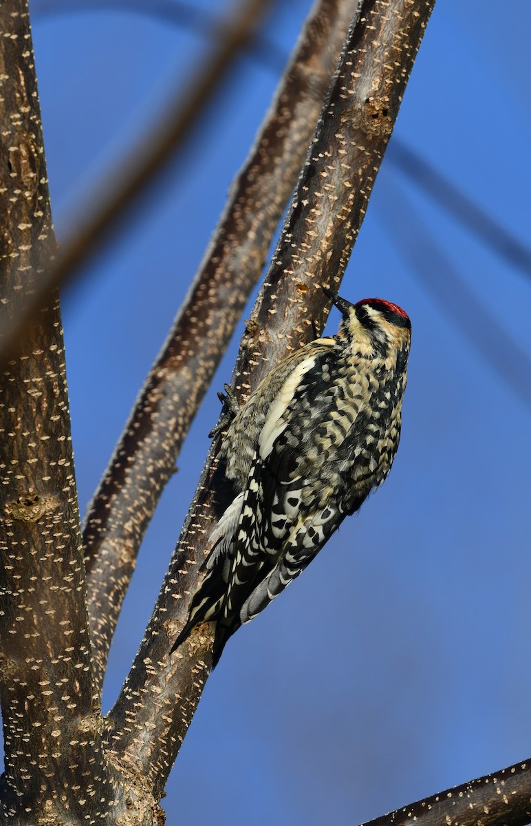 Yellow-bellied Sapsucker - ML530345111