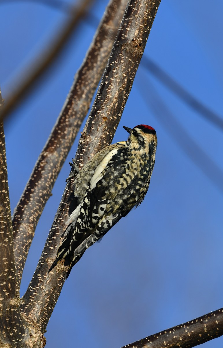 Yellow-bellied Sapsucker - ML530345121