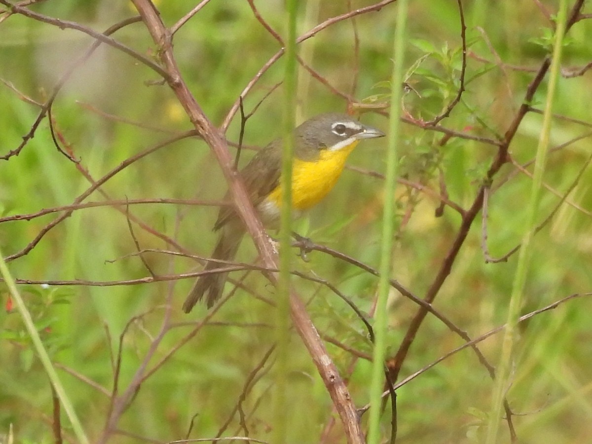 Yellow-breasted Chat - ML530345261