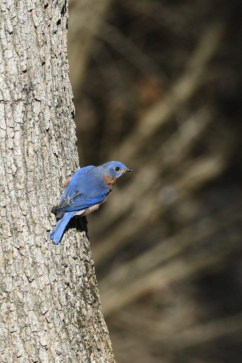 Eastern Bluebird - ML530345291